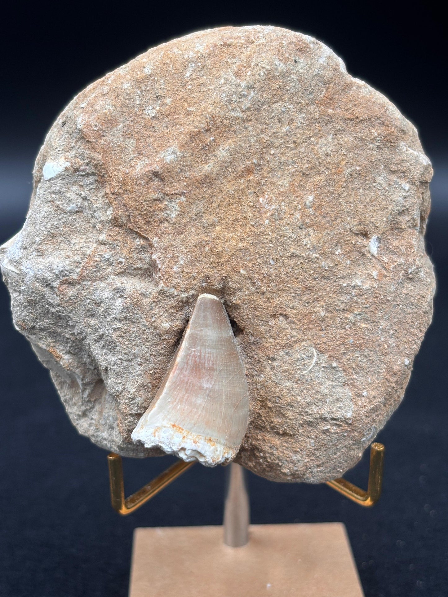 Diente de Mosasaurio en su Matriz