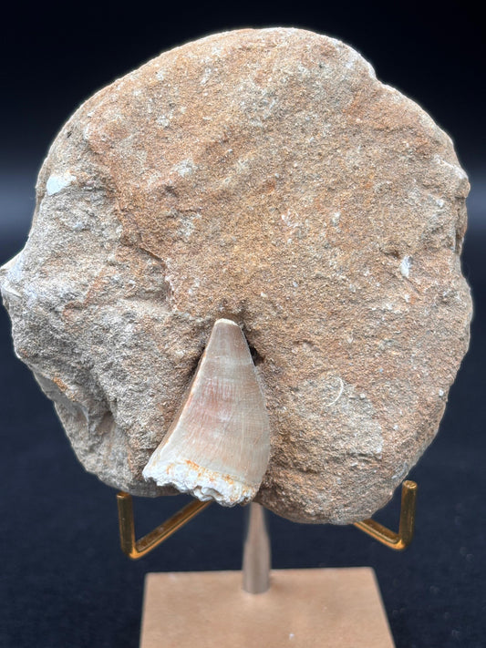 Diente de Mosasaurio en su Matriz