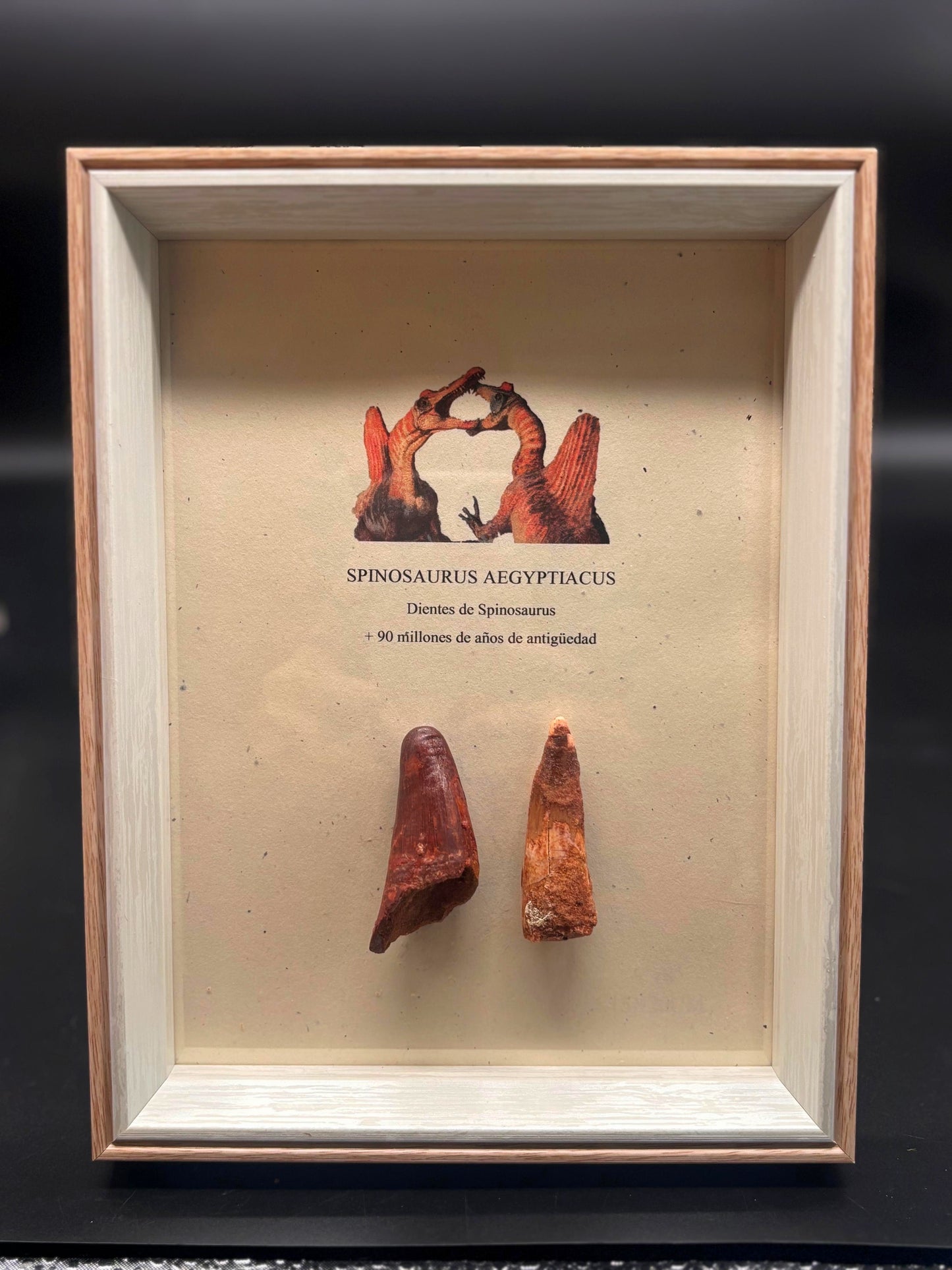 2 Dientes de Spinosaurus