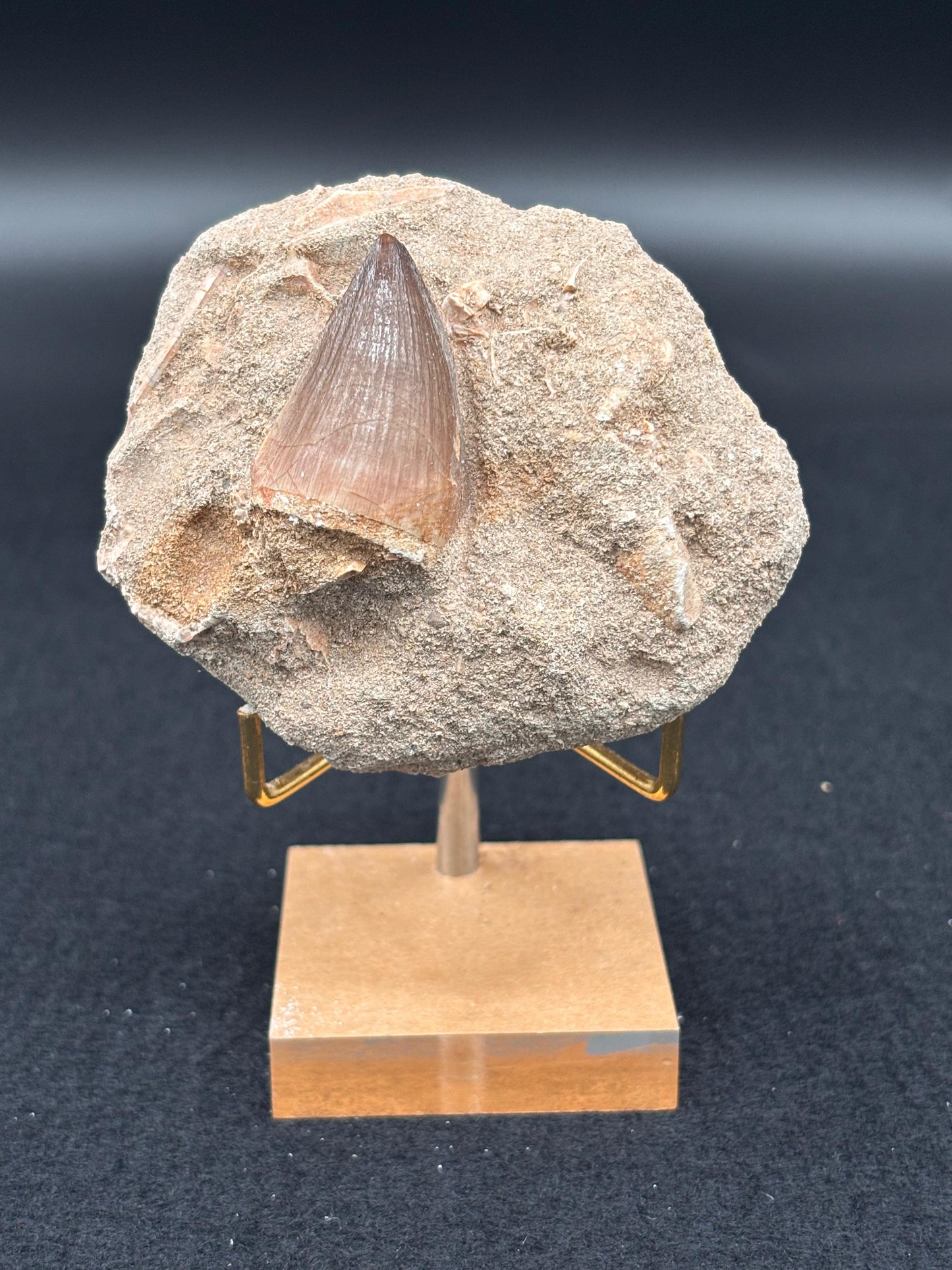 Diente de Mosasaurio en su Matriz