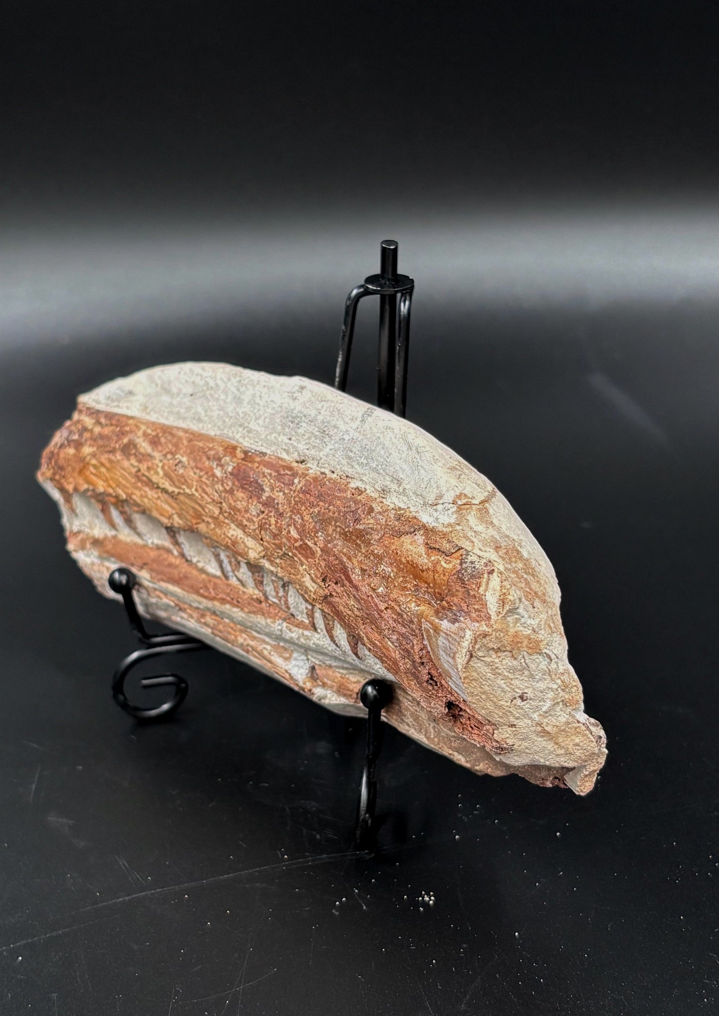 Mandibula de Tethysaurus (Mosasaurio), 17x7 cm #Hh29