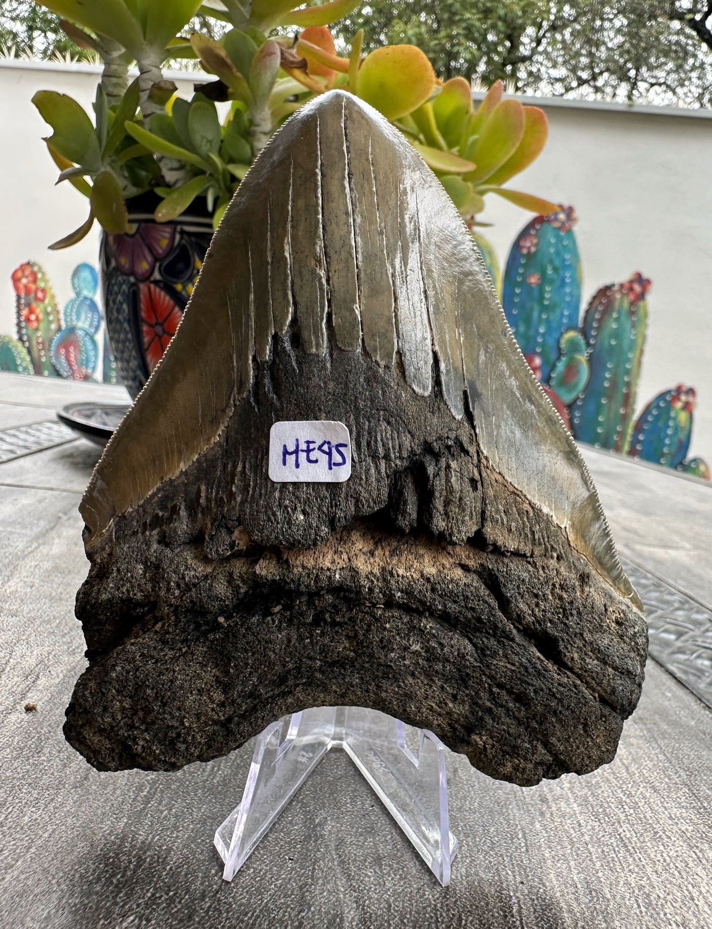 Diente de Megalodón. 5.0 pulgadas #M45