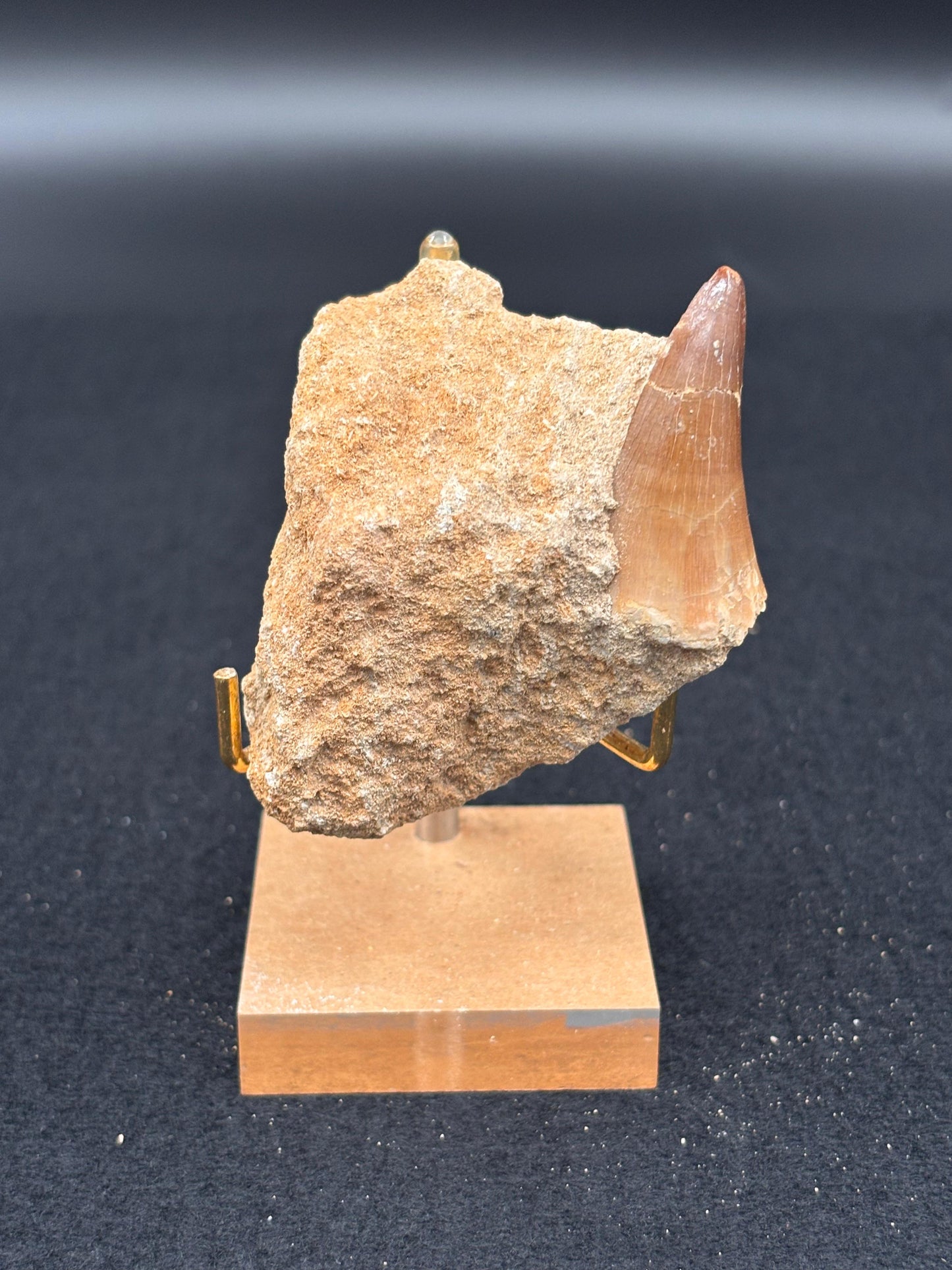 Diente de Mosasaurio en su Matriz