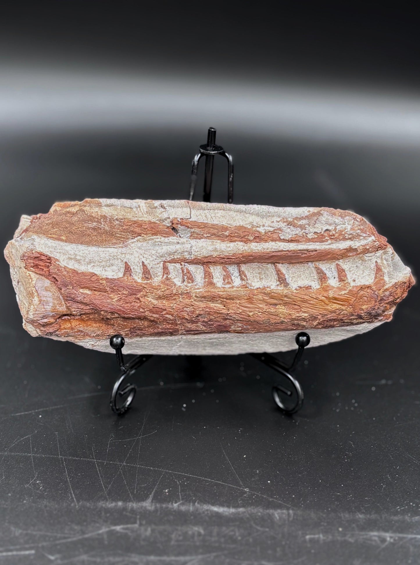 Mandibula de Tethysaurus (Mosasaurio), 17x7 cm #Hh29