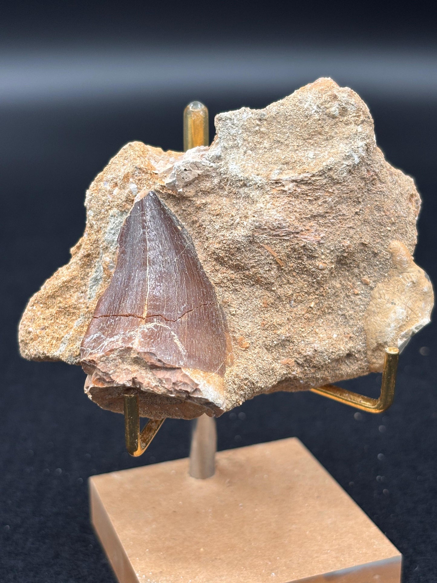 Diente de Mosasaurio en su Matriz