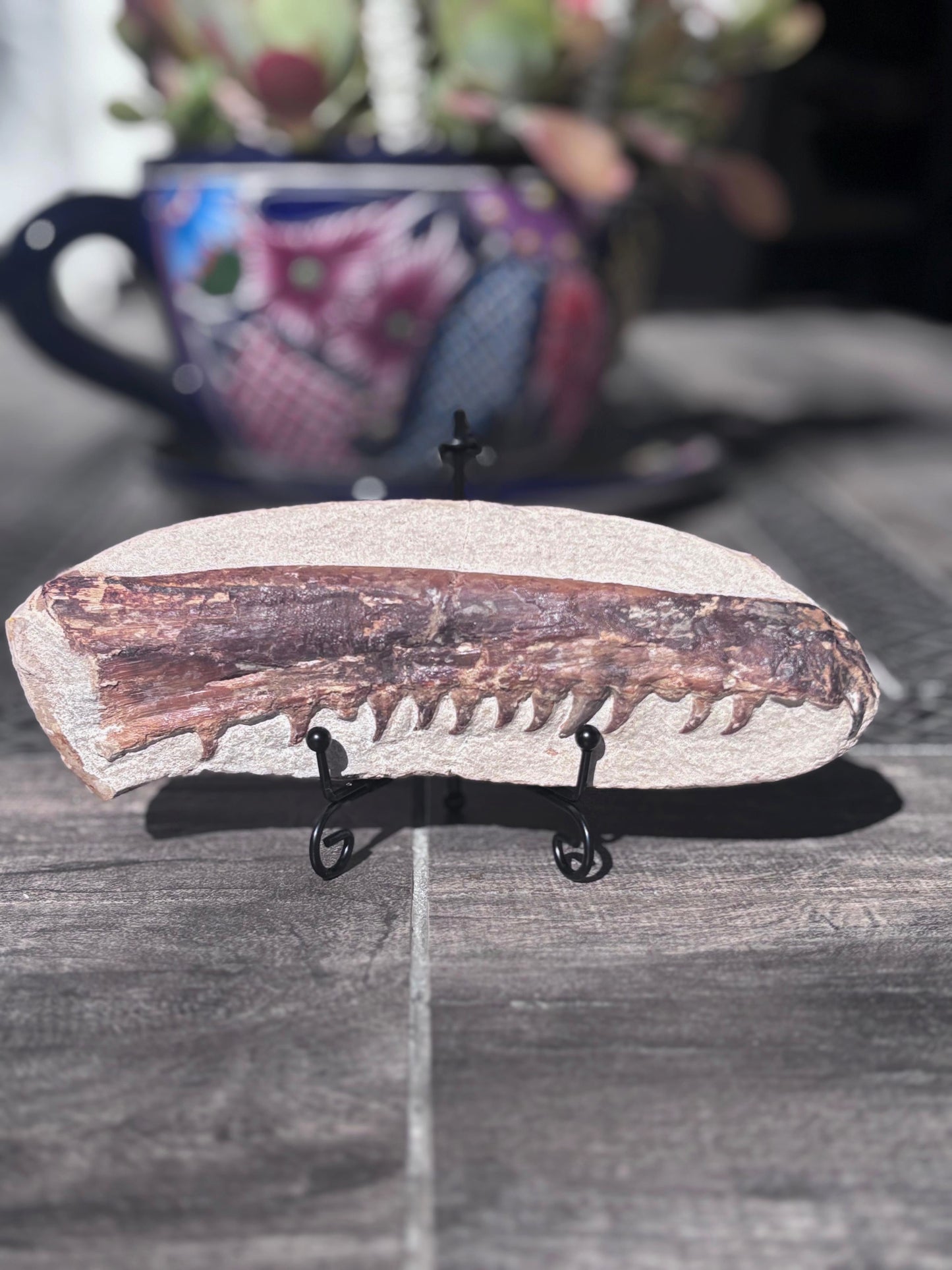 Mandibula de Tethysaurus (Mosasaurio), 21x8 cm #Hh30