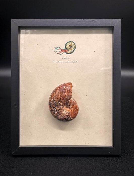 Amonite Aspidoceras Pulido, 8 cm #A131