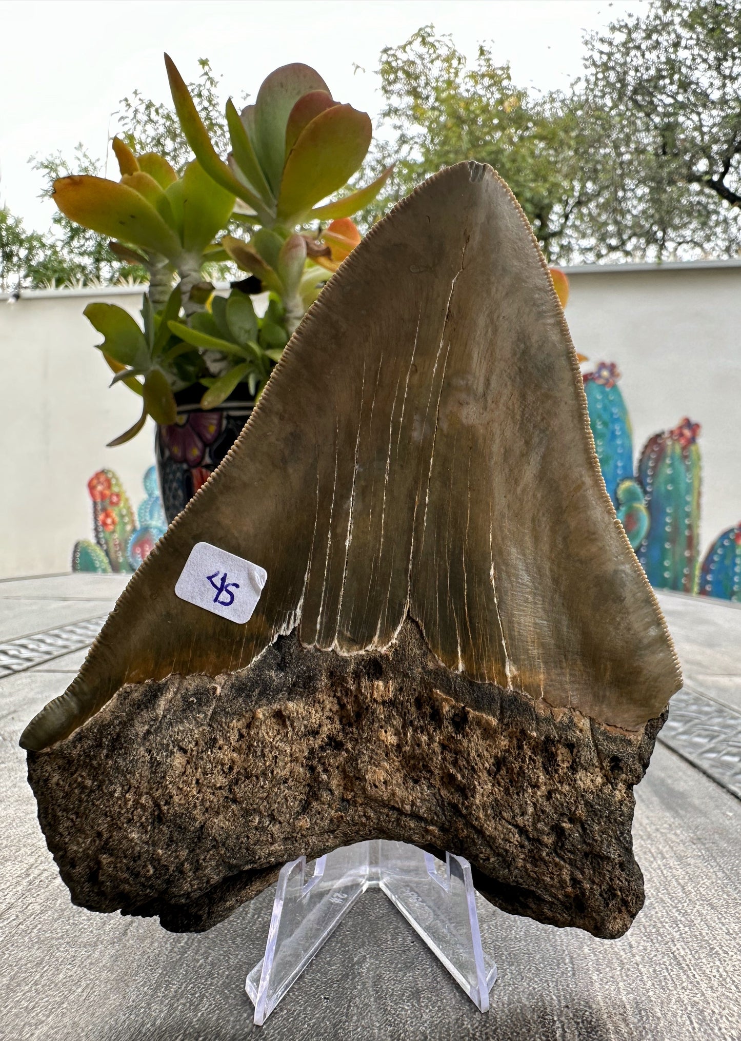 Diente de Megalodón. 5.0 pulgadas #M45