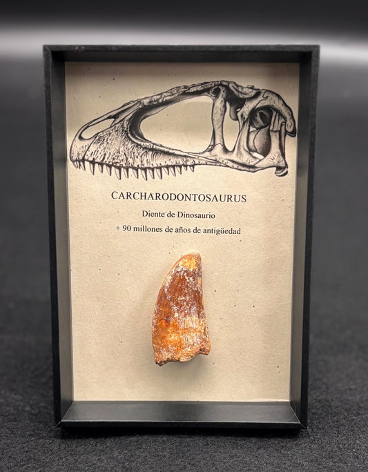 Diente de Carcharodontosaurus