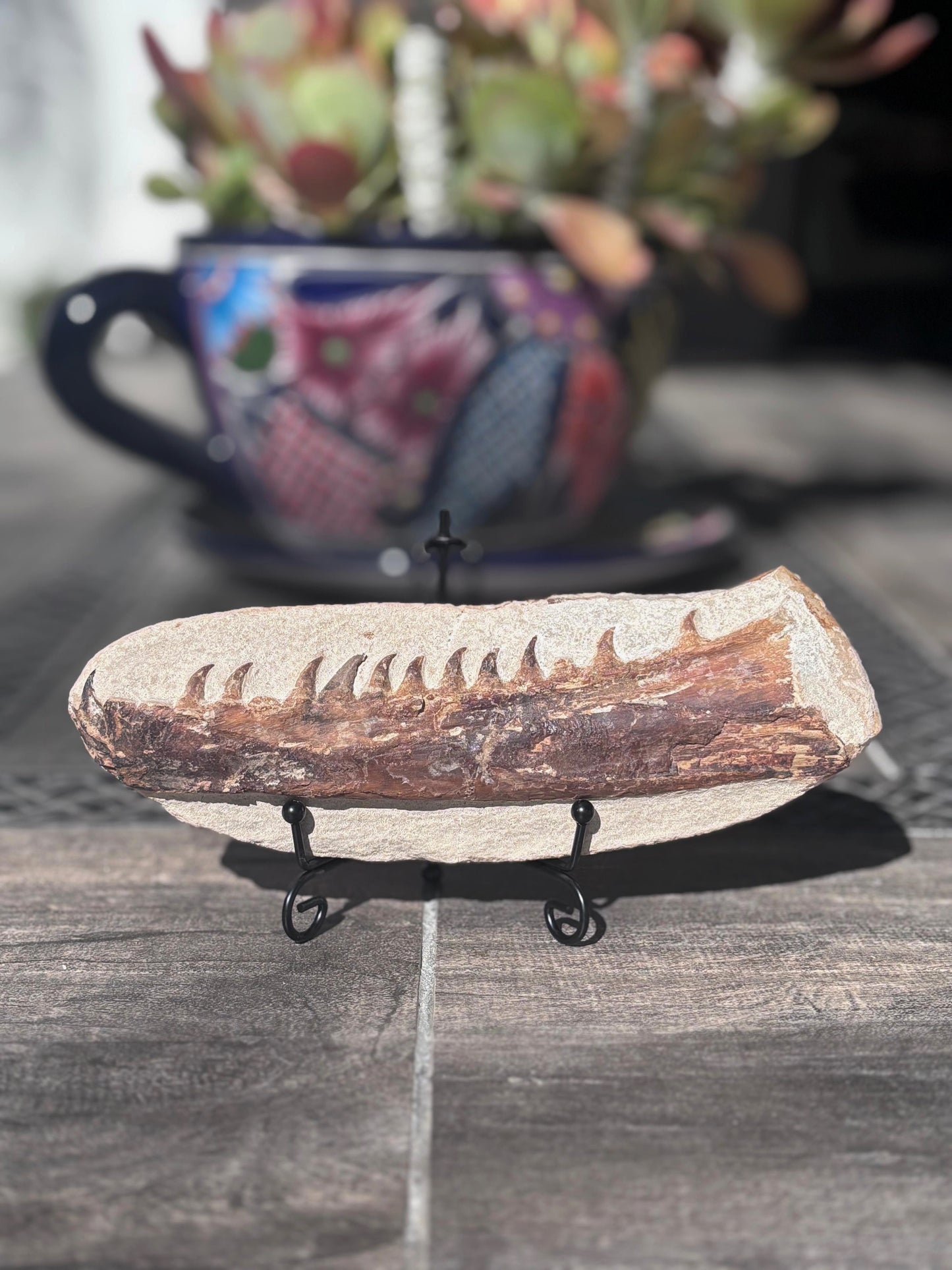 Mandibula de Tethysaurus (Mosasaurio), 21x8 cm #Hh30