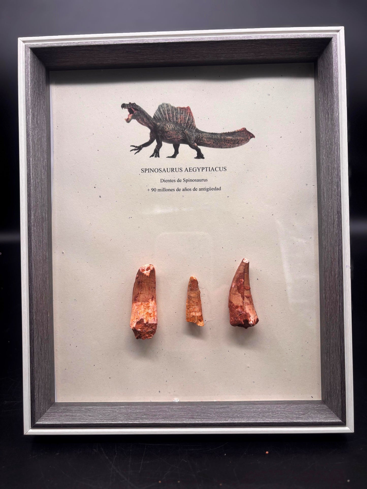 3 Dientes de Spinosaurus