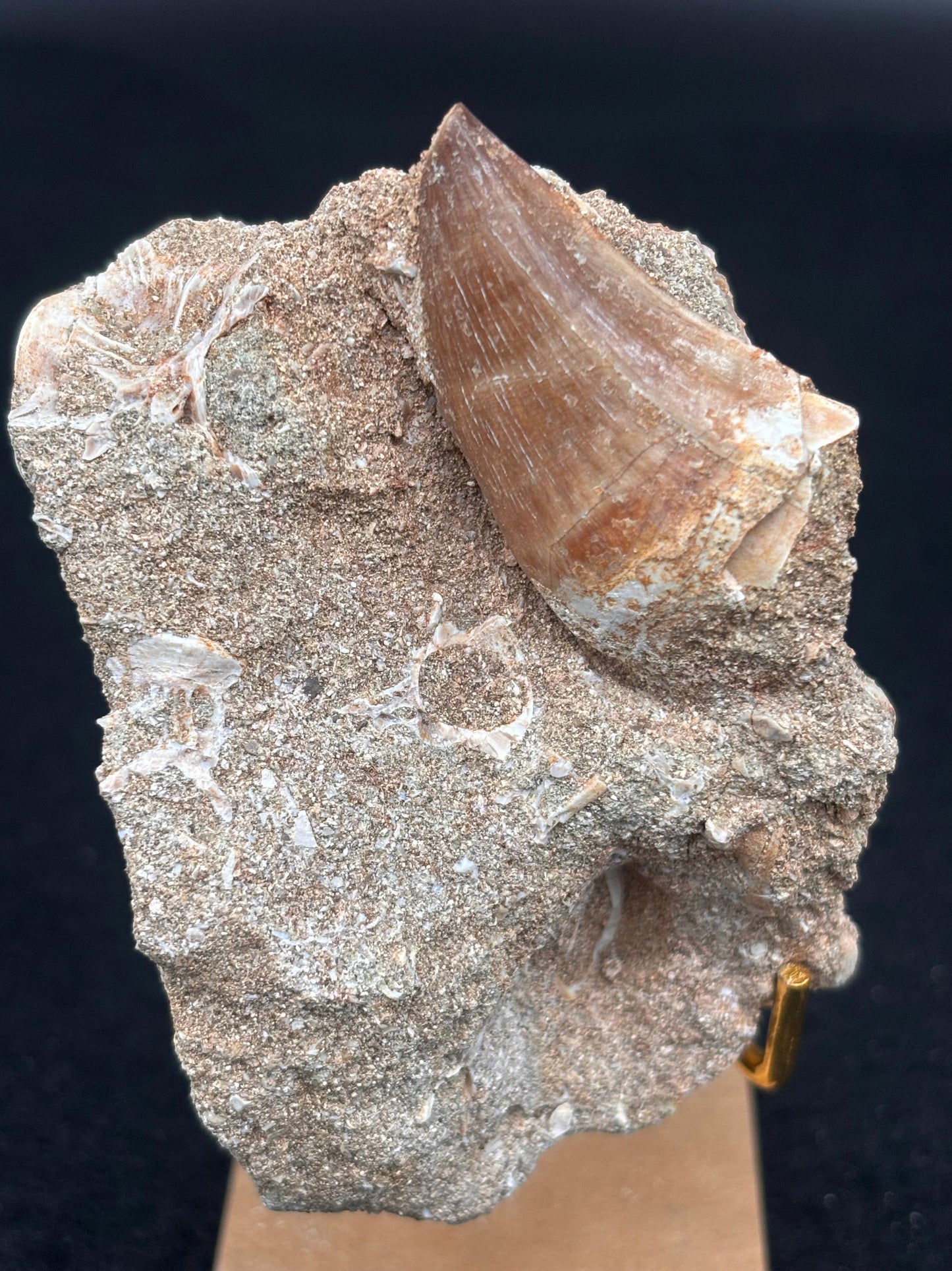 Diente de Mosasaurio en su Matriz