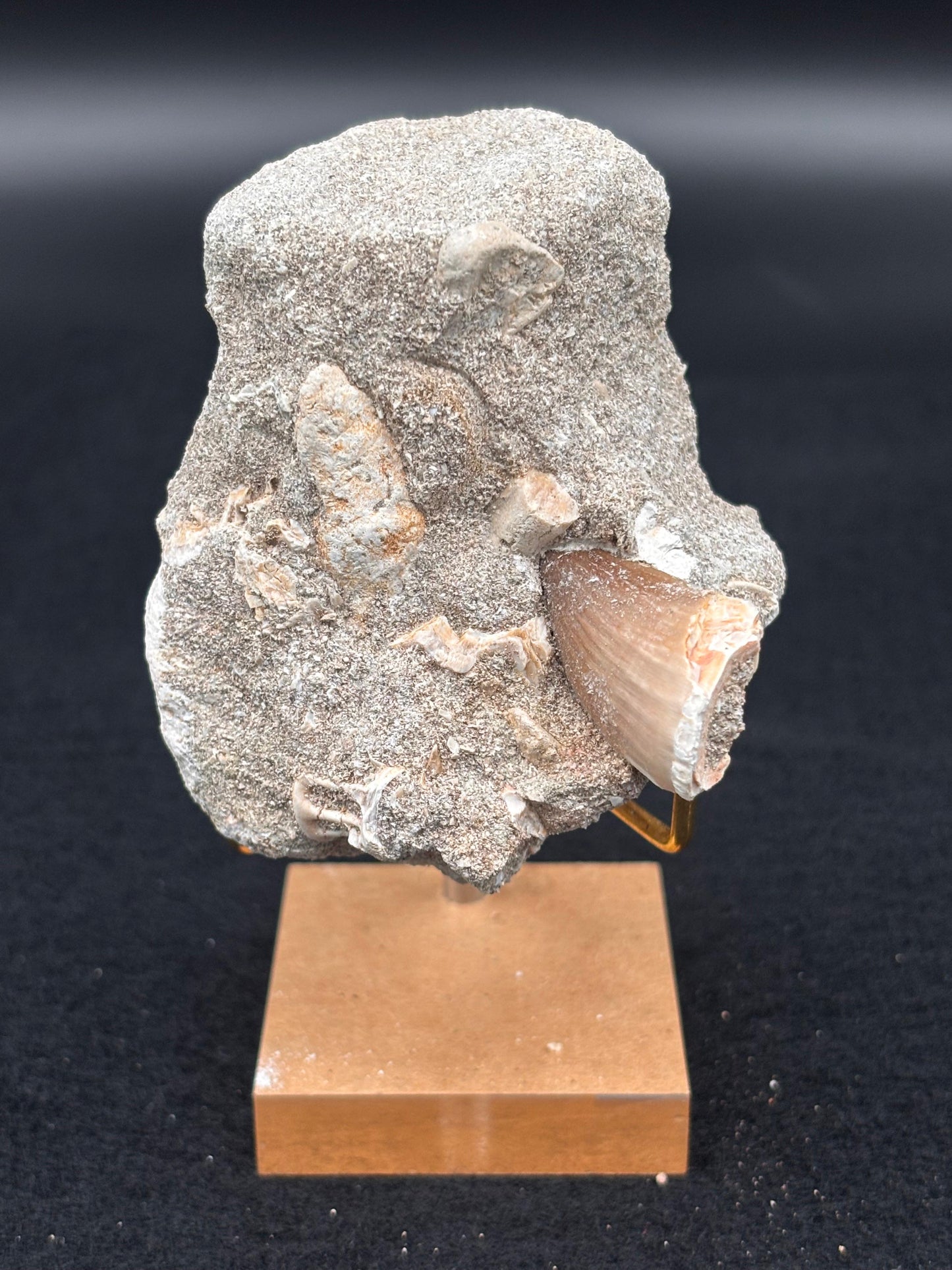 Diente de Mosasaurio en su Matriz