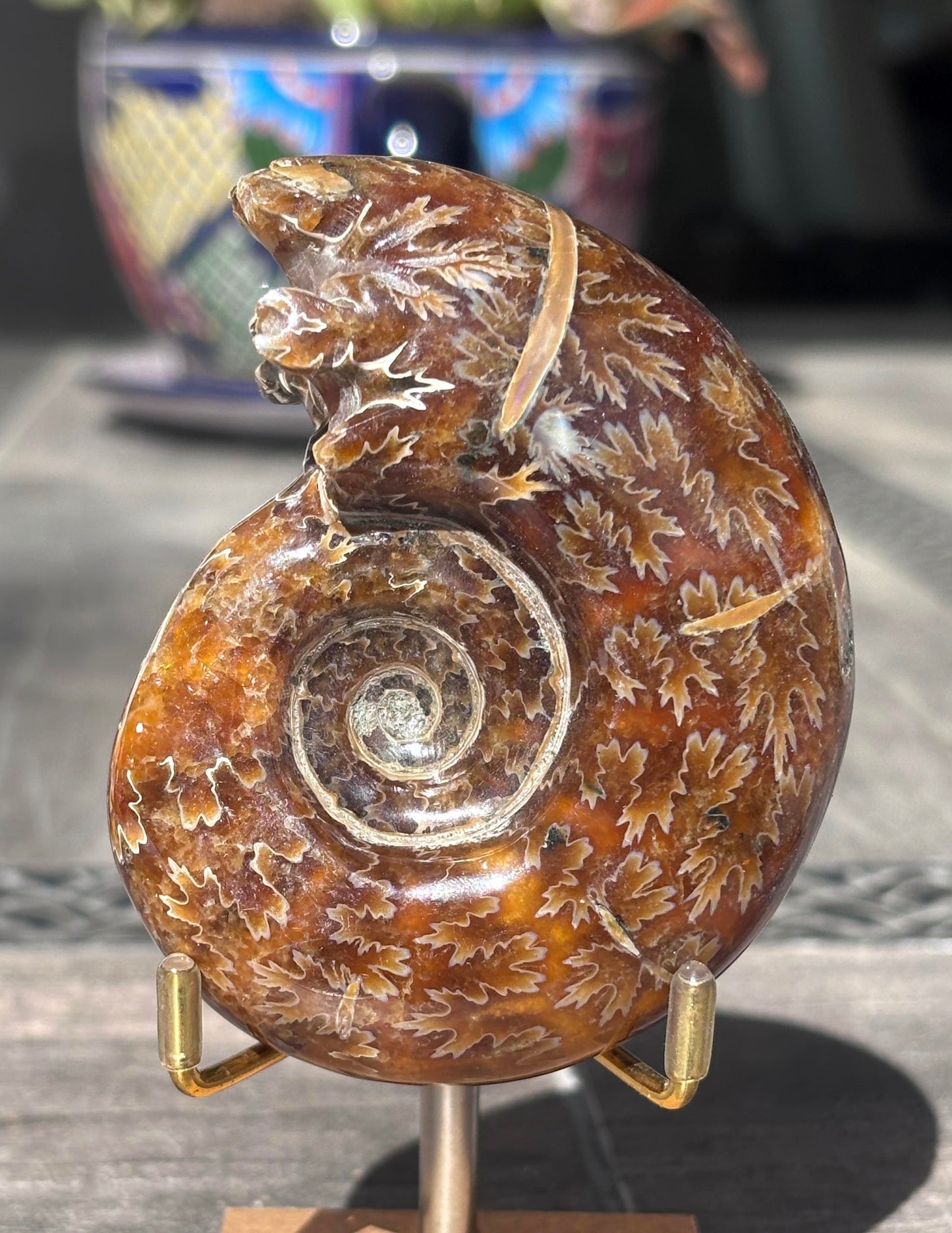Amonite Cleoniceras Pulido, 8x7 cm #Hh49