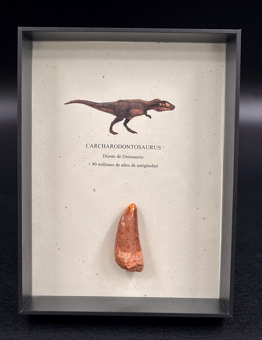 Diente de Carcharodontosaurus