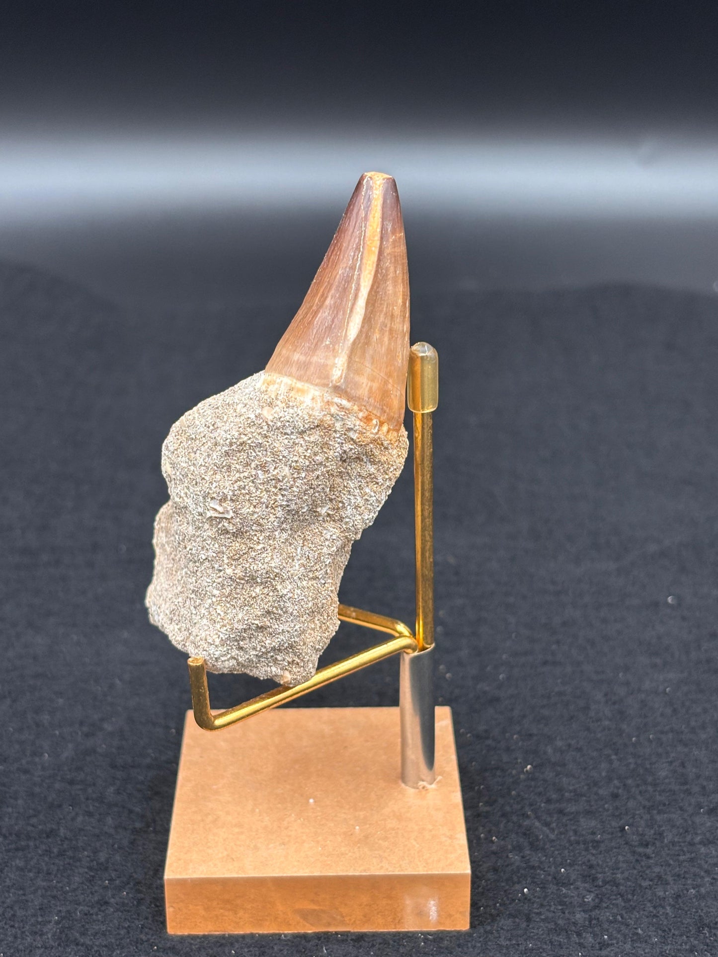 Diente de Mosasaurio en su Matriz