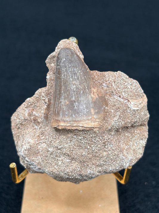 Diente de Mosasaurio en su Matriz