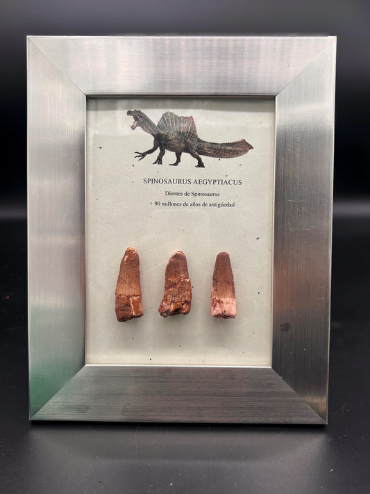 3 Dientes de Spinosaurus