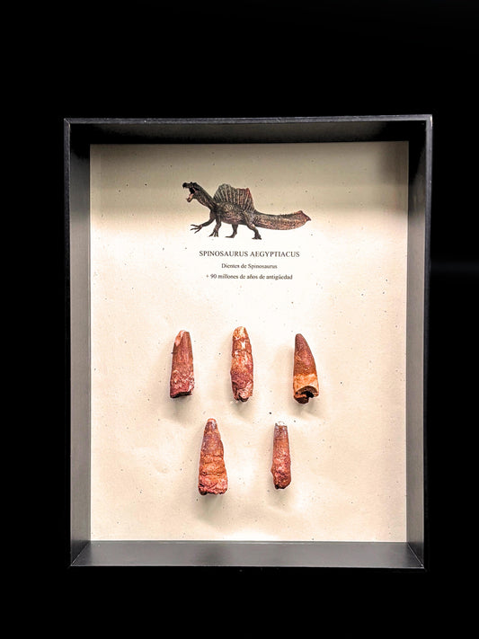 5 Dientes de Spinosaurus