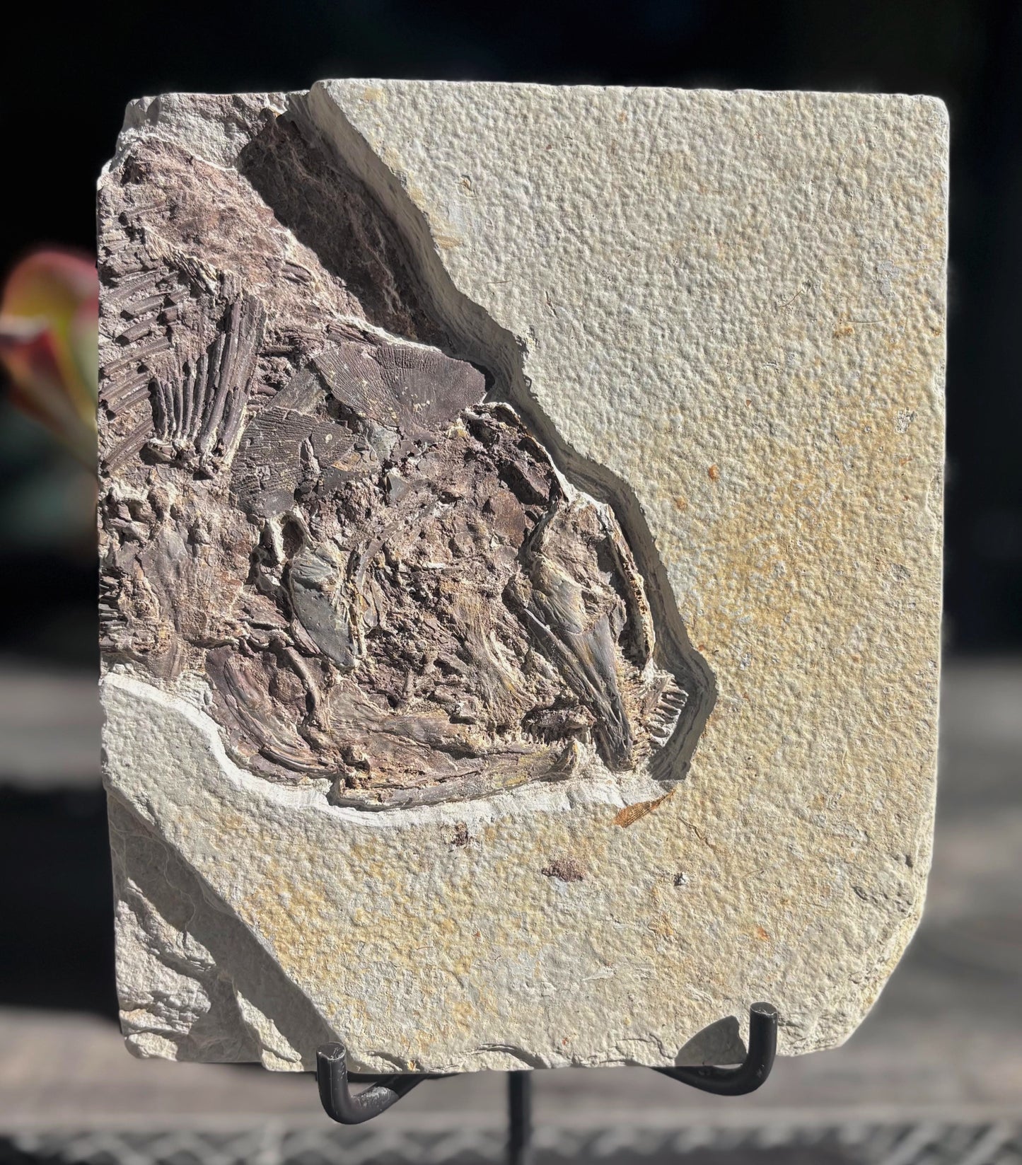 Pez Fósil, 22x19 cm