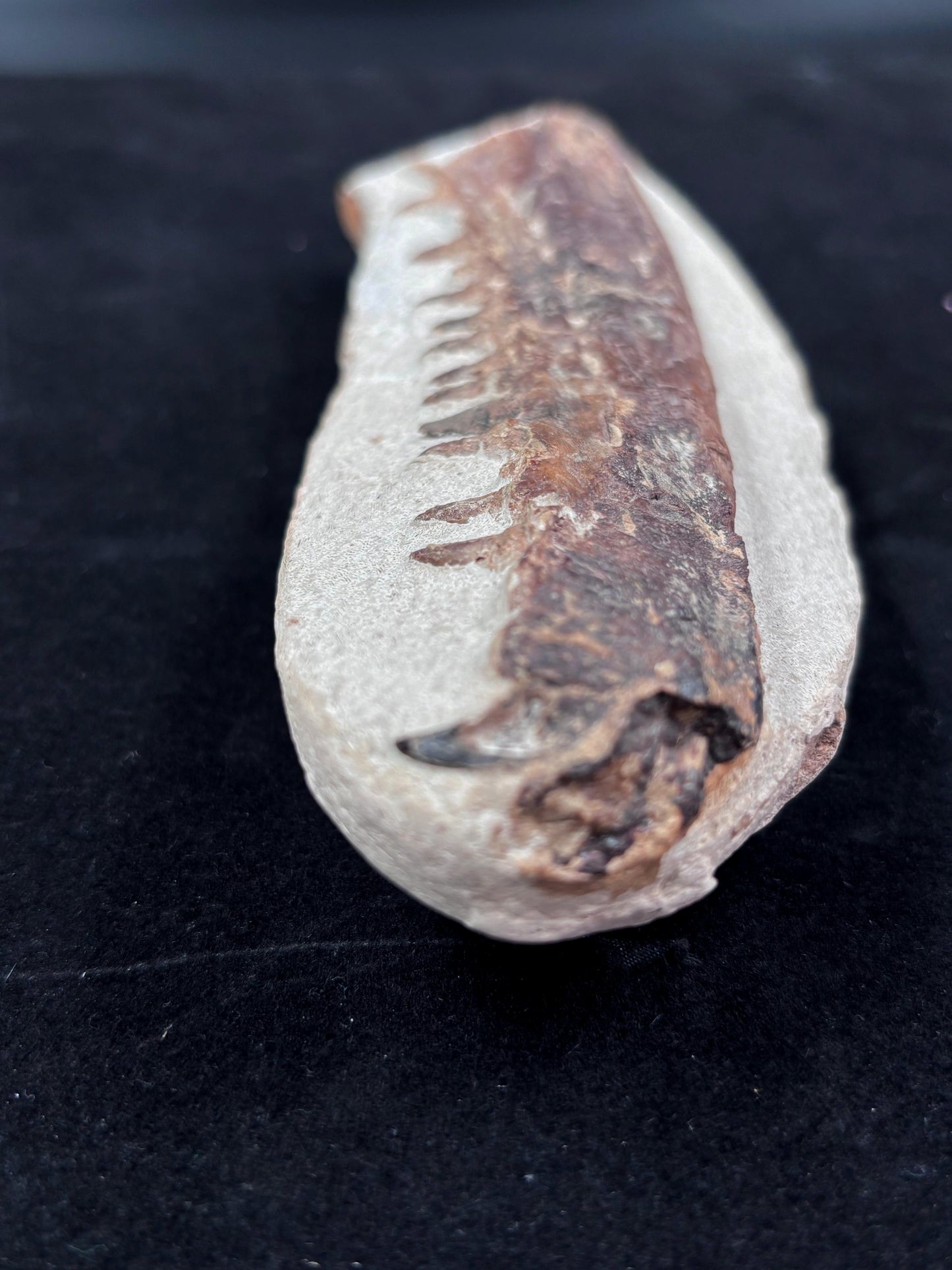 Mandibula de Tethysaurus (Mosasaurio), 21x8 cm #Hh30