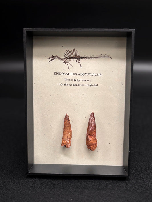 2 Dientes de Spinosaurus