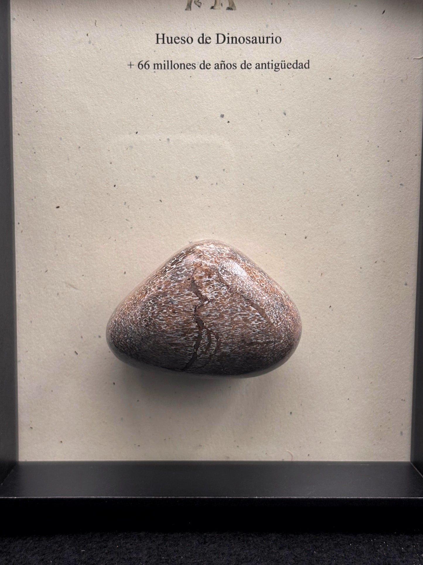 Hueso de Dinosaurio
