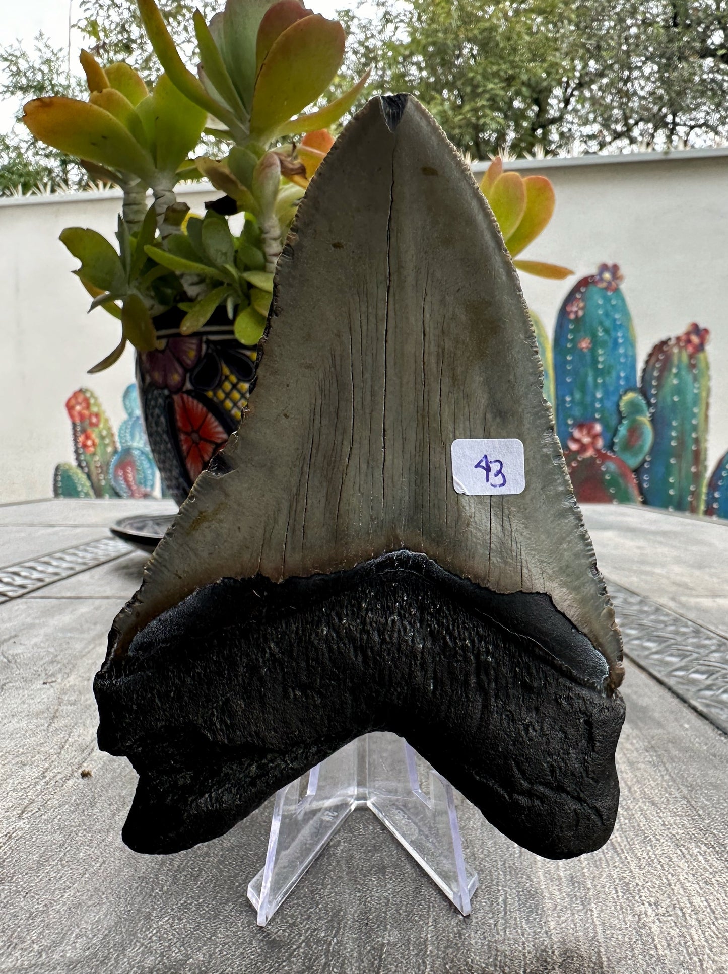 Diente de Megalodón. 5.3 pulgadas #M43