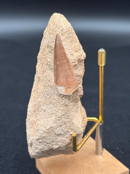 Diente de Mosasaurio en su Matriz