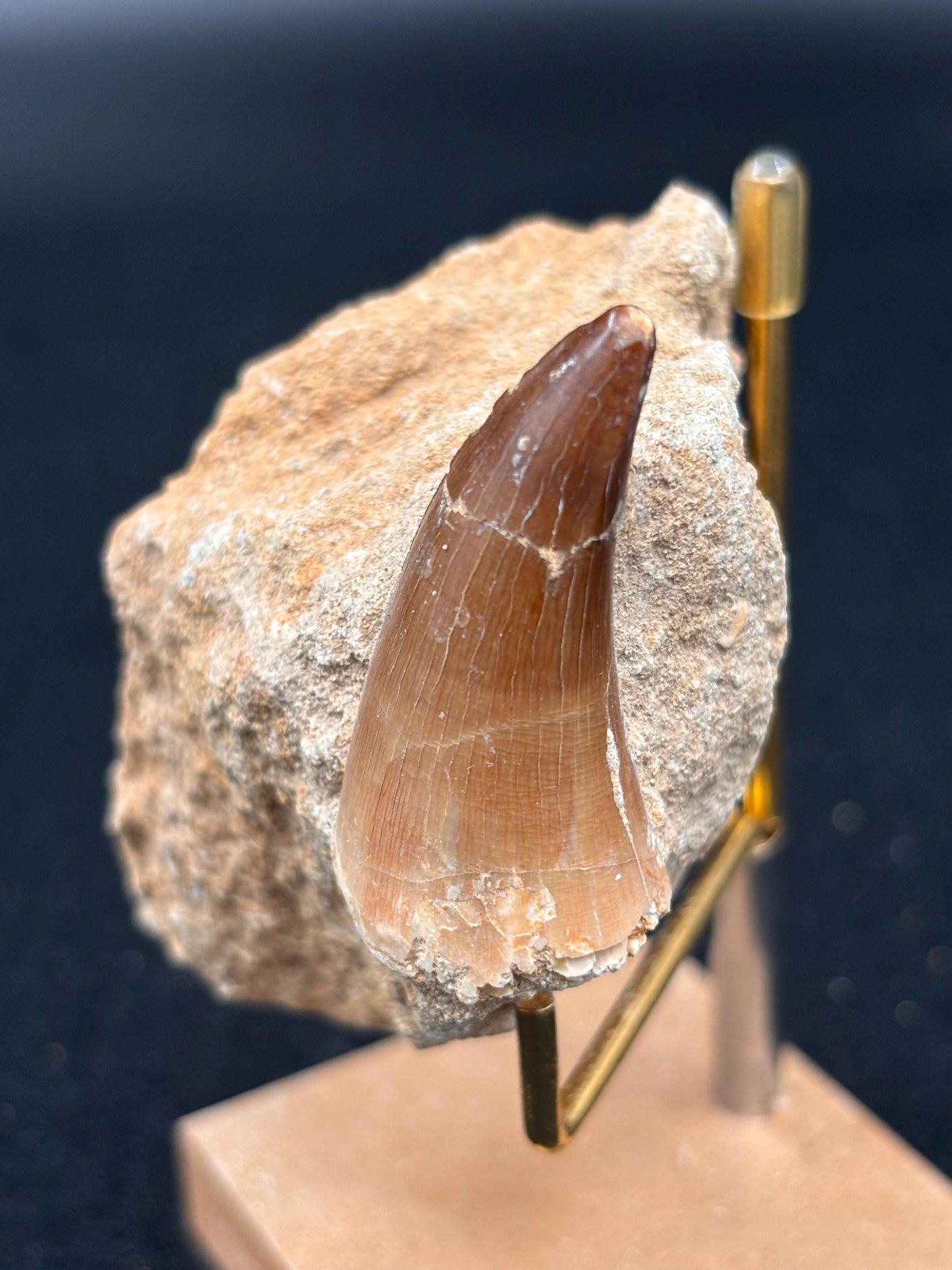 Diente de Mosasaurio en su Matriz