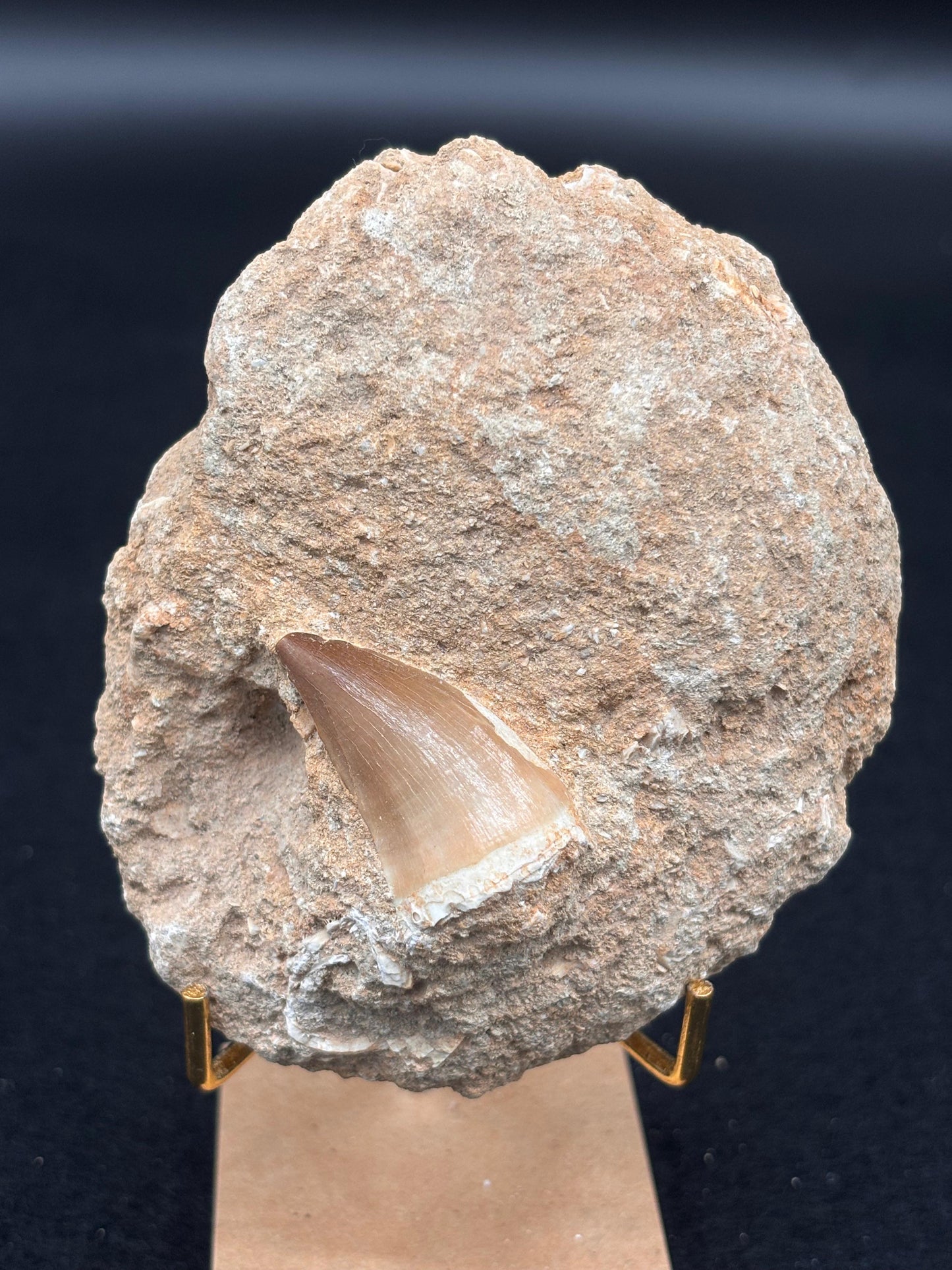 Diente de Mosasaurio en su Matriz