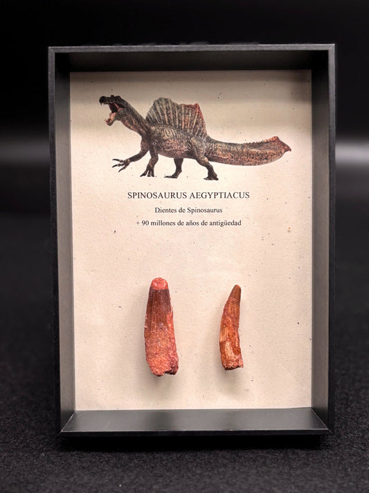 2 Dientes de Spinosaurus