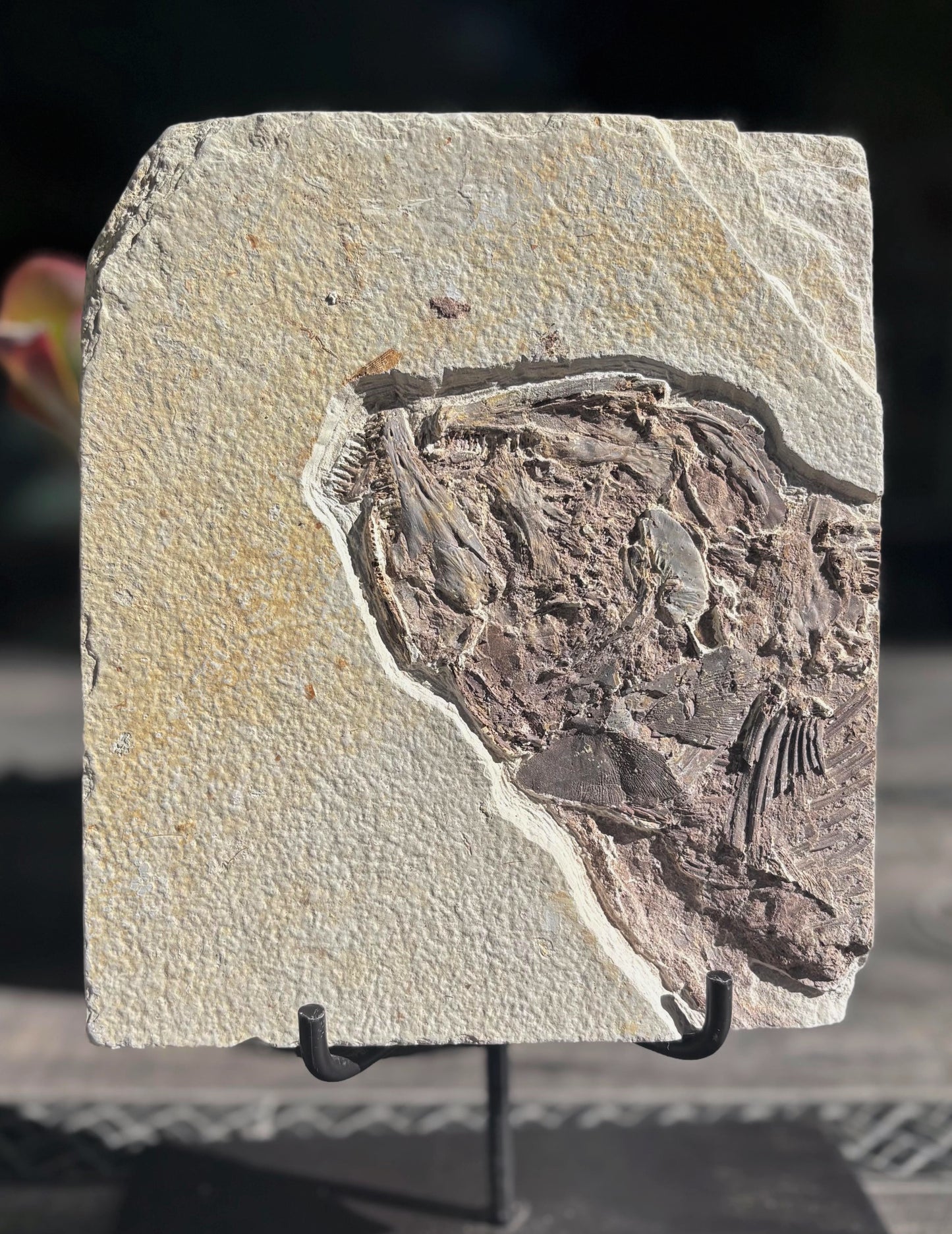 Pez Fósil, 22x19 cm