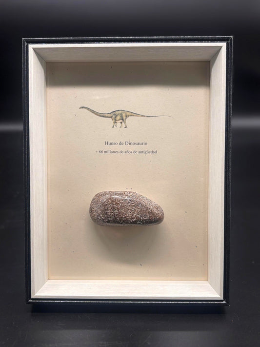 Hueso de Dinosaurio