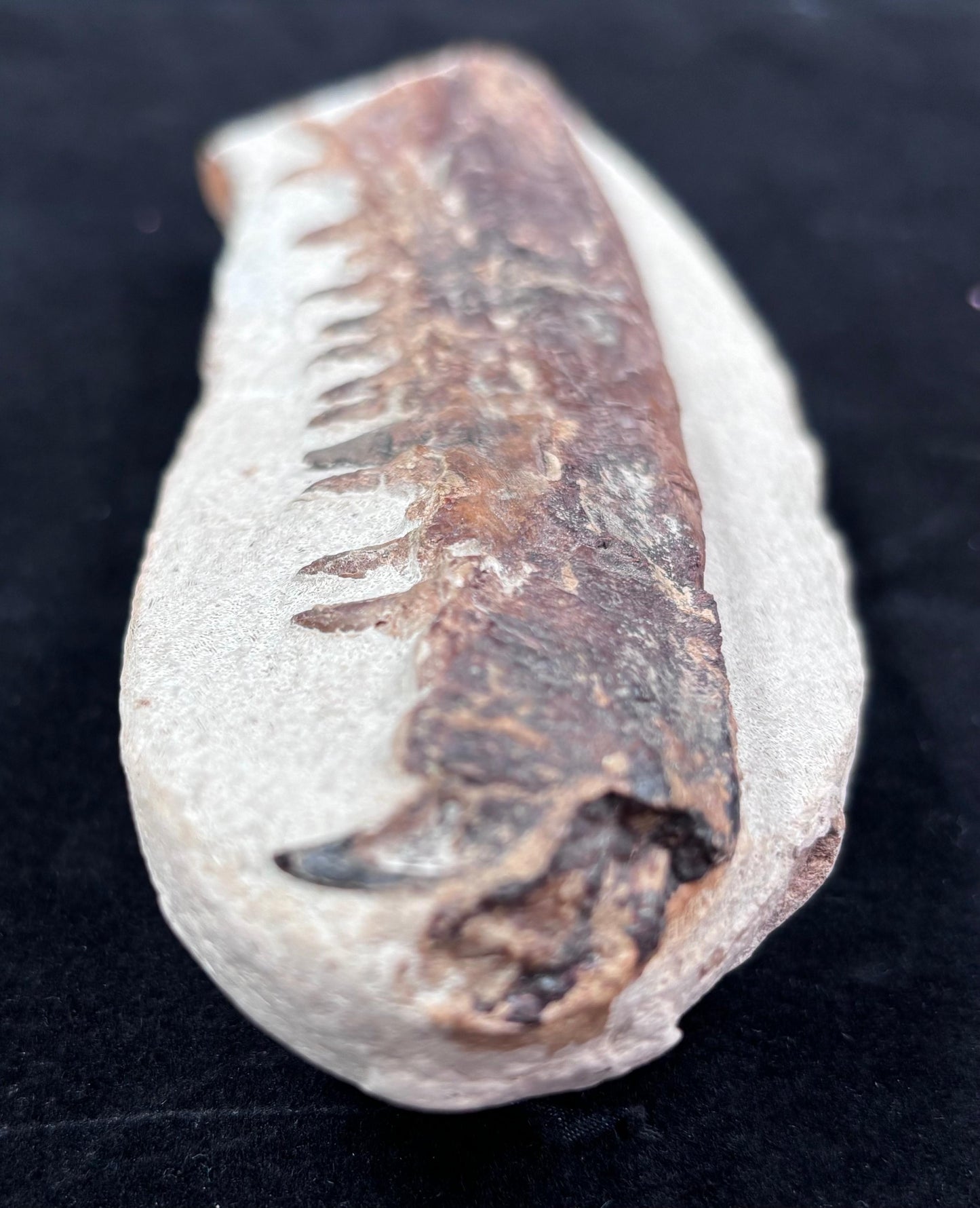 Mandibula de Tethysaurus (Mosasaurio), 21x8 cm #Hh30