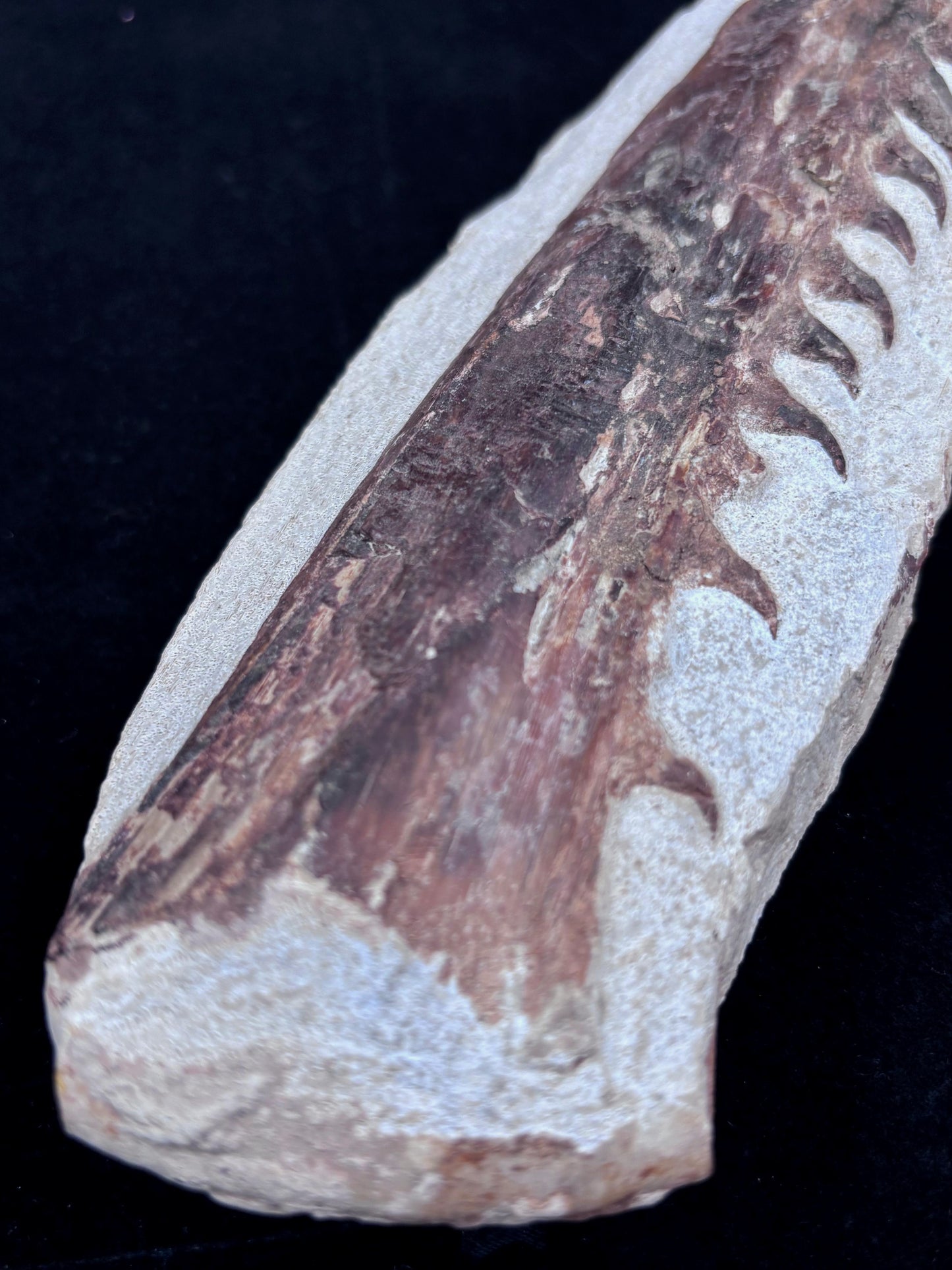 Mandibula de Tethysaurus (Mosasaurio), 21x8 cm #Hh30