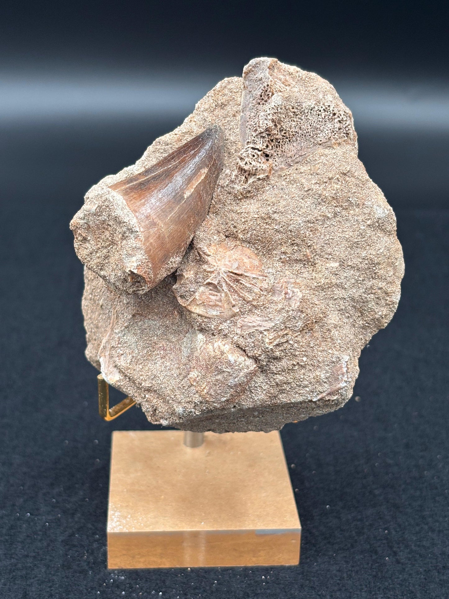 Diente de Mosasaurio en su Matriz