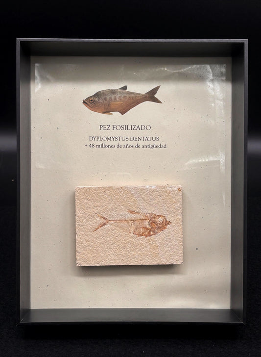 Pez Fósil (Dyplomystus Dentatus), 10.6x8 cm