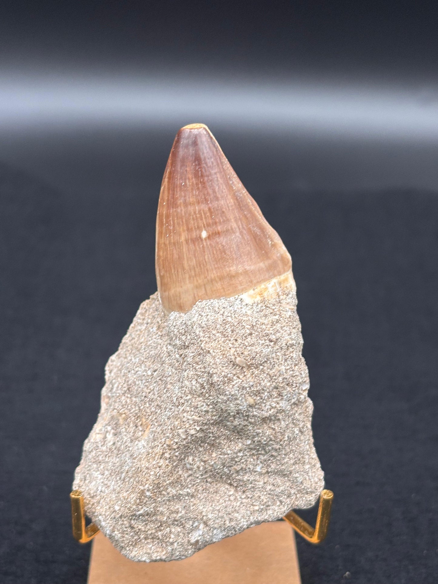 Diente de Mosasaurio en su Matriz