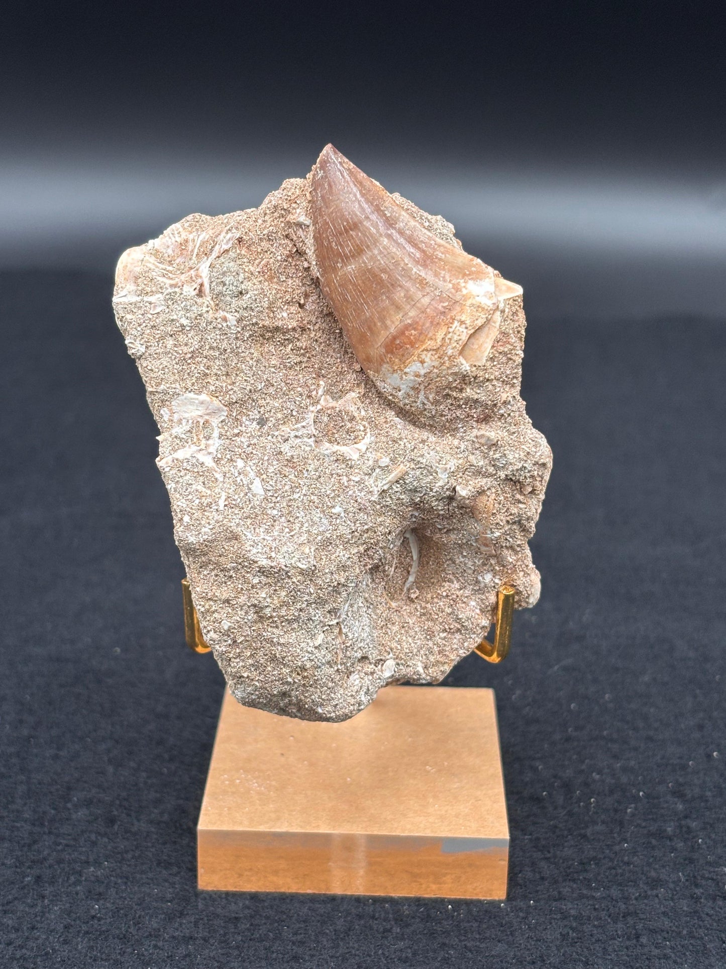 Diente de Mosasaurio en su Matriz