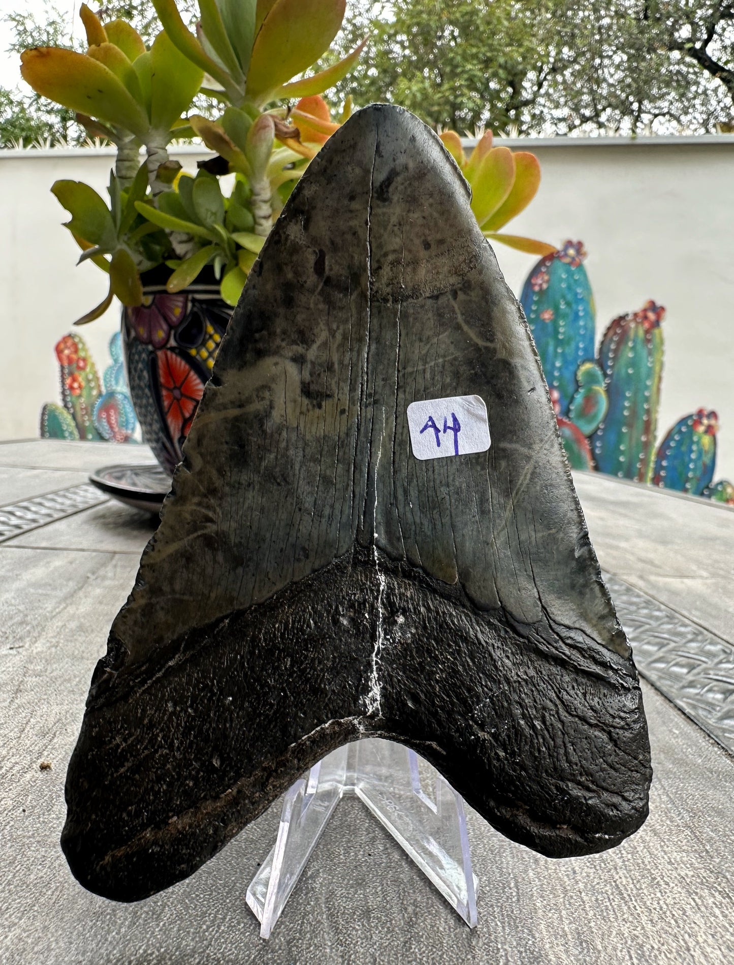 Diente de Megalodón. 5.0 pulgadas #M44