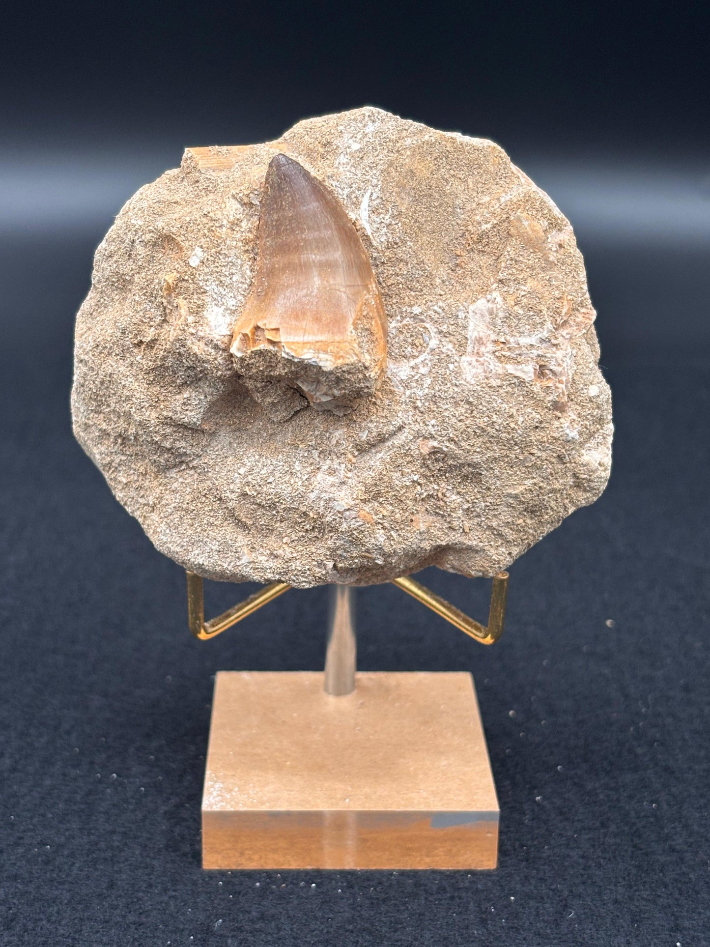 Diente de Mosasaurio en su Matriz