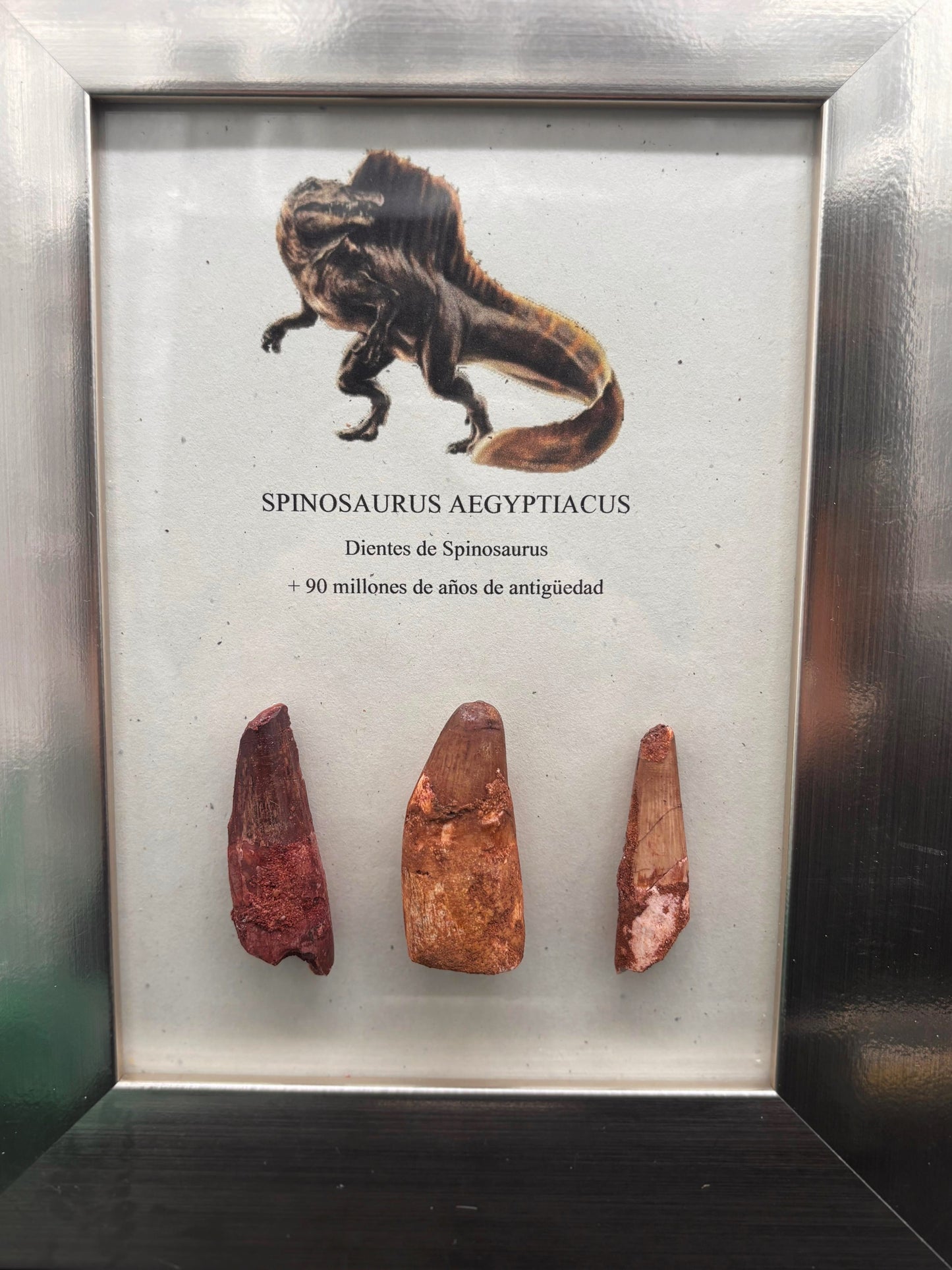 3 Dientes de Spinosaurus