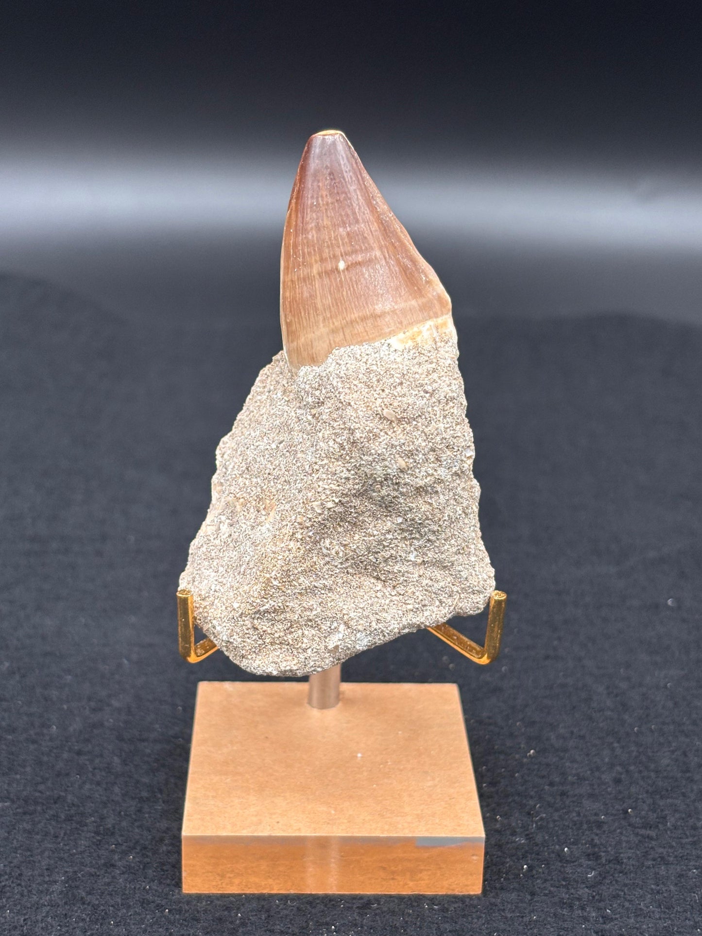 Diente de Mosasaurio en su Matriz