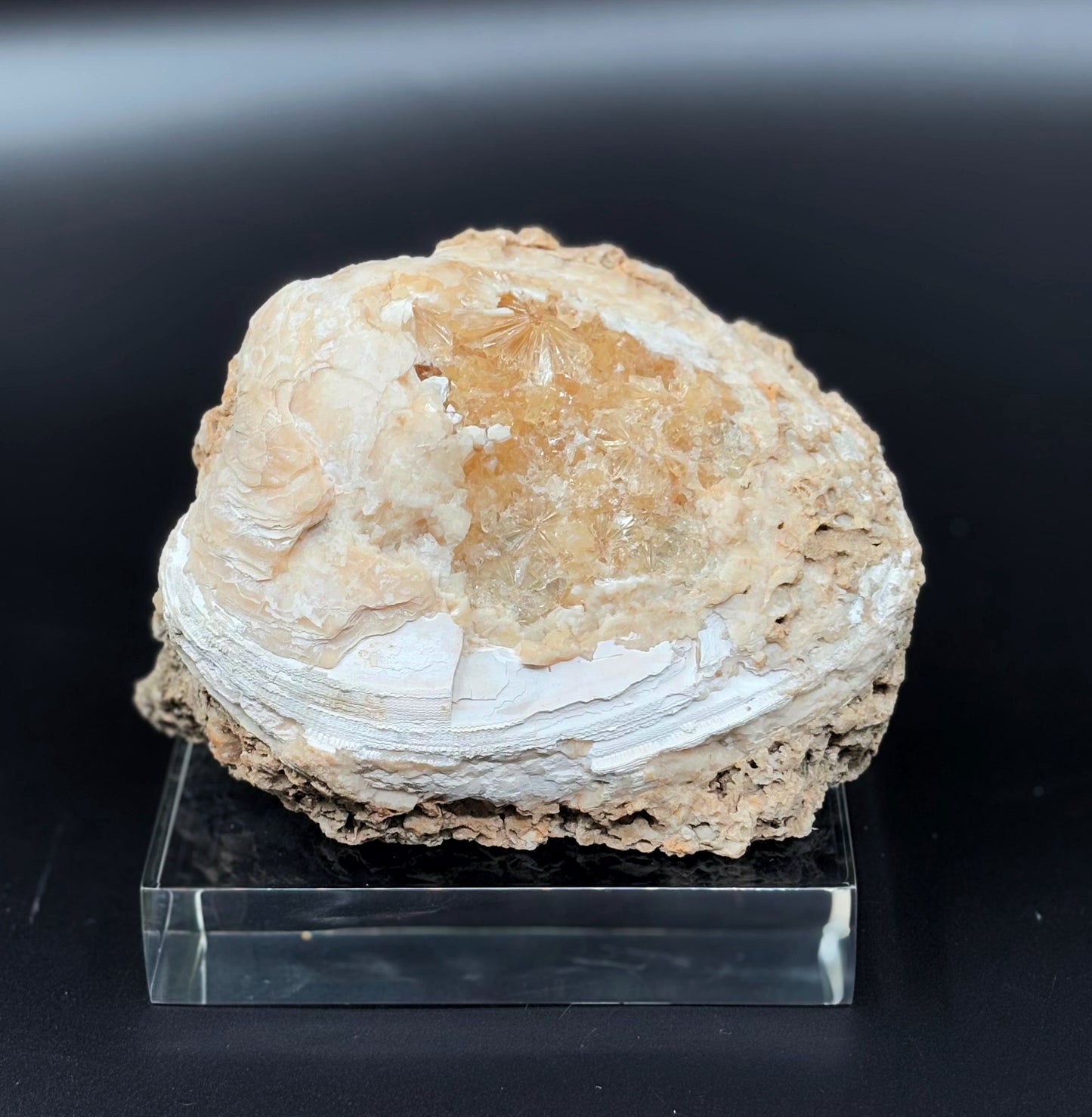 Almeja Fósil con Cristales de Calcita