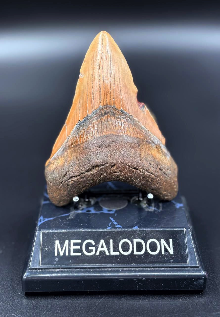 Diente de Megalodón. 4.7 pulgadas #M9