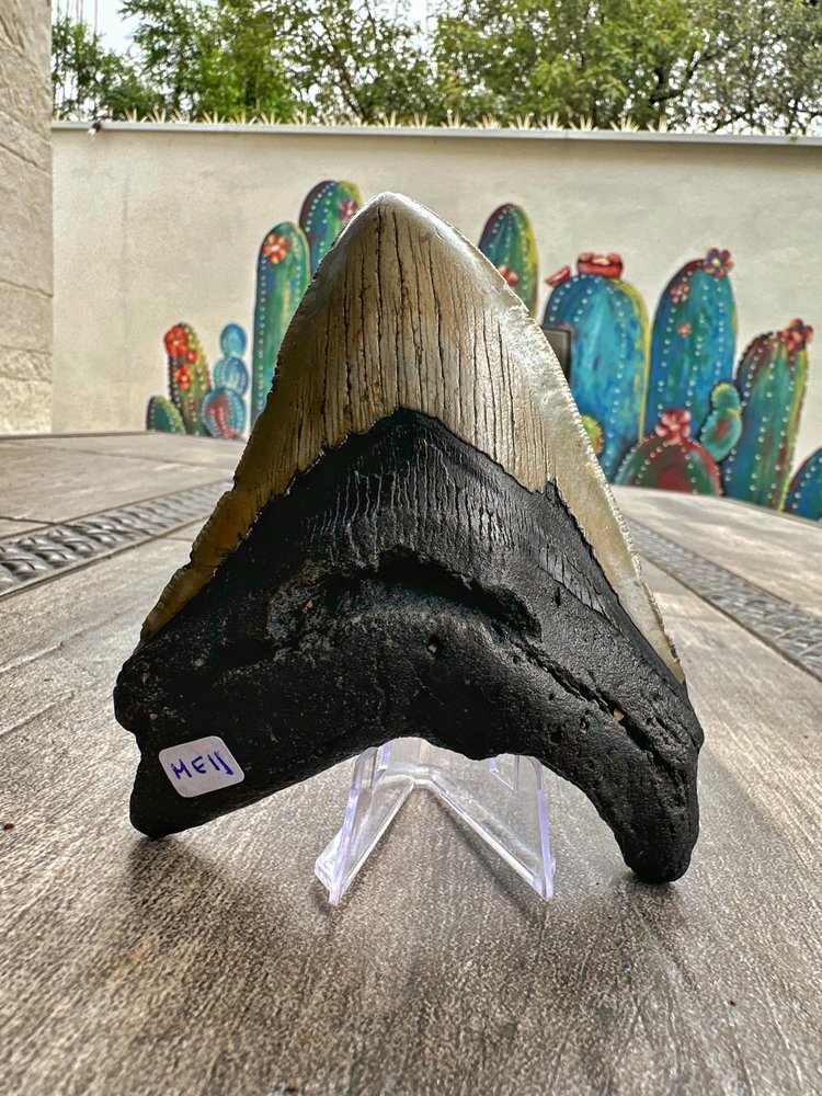 Diente de Megalodón. 5.2 pulgadas #M11