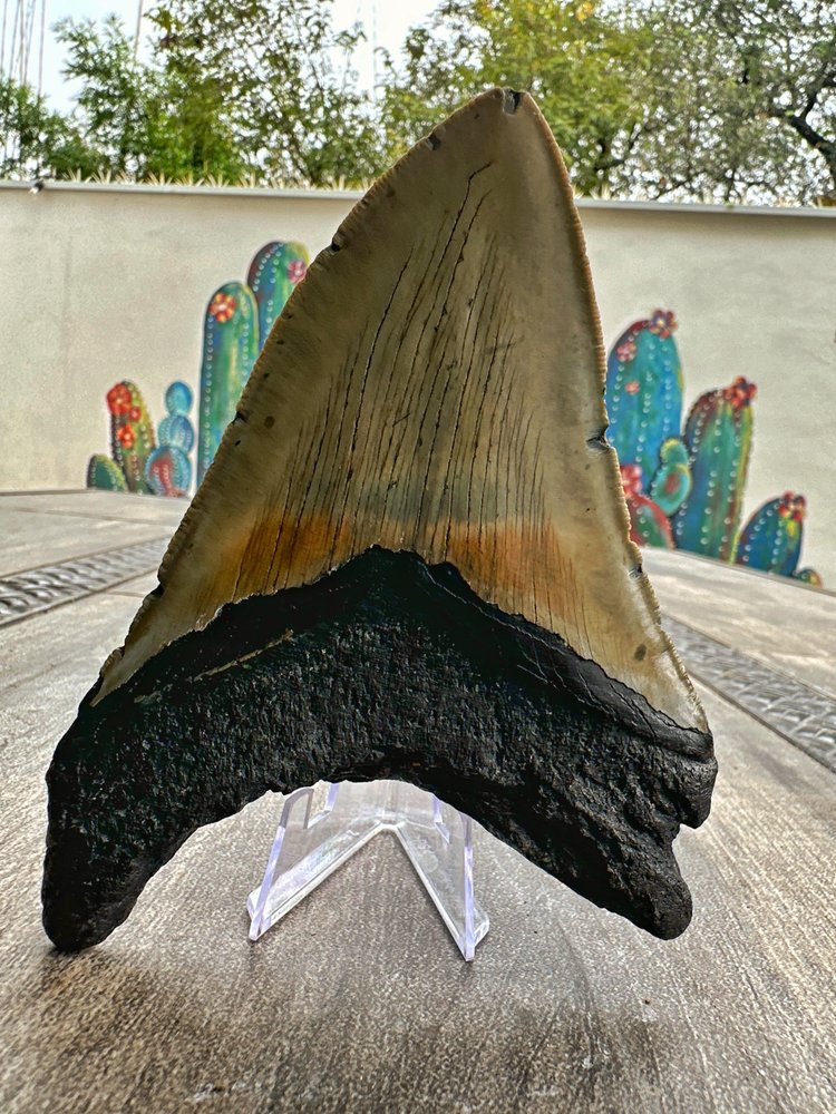 Diente de Megalodón. 5.2 pulgadas #M11