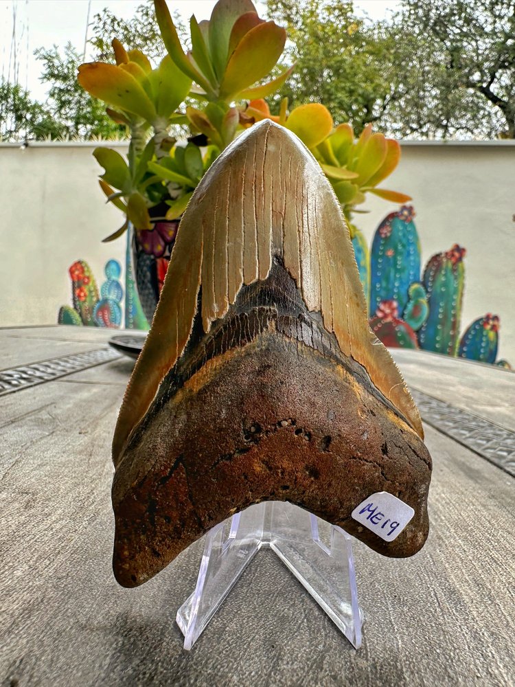 Diente de Megalodón. 4.8 pulgadas #M19