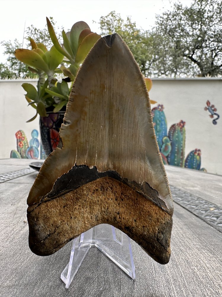 Diente de Megalodón. 4.8 pulgadas #M19